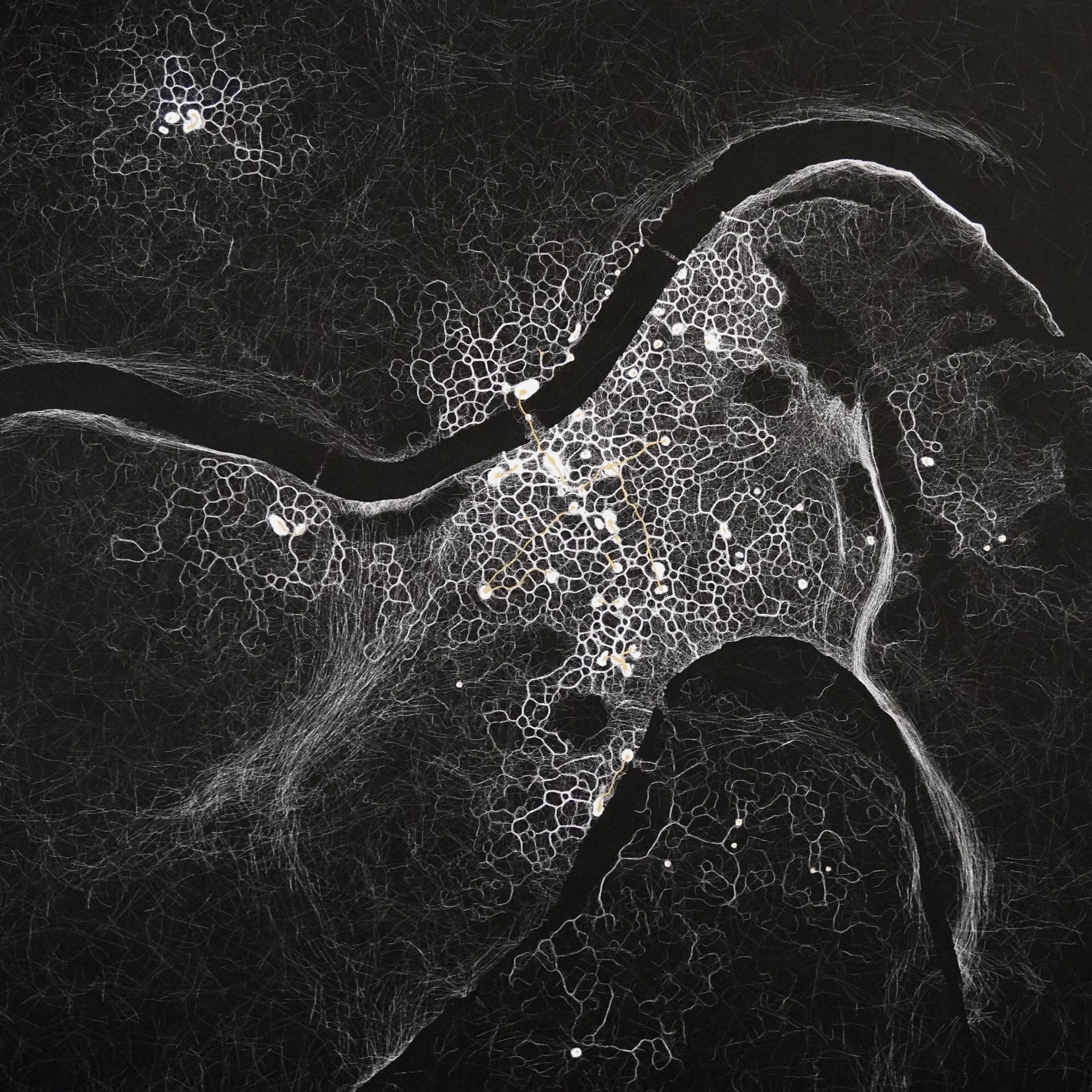 Selfish Bacteria # Linz (2026) - h.o | Sense the Invisible